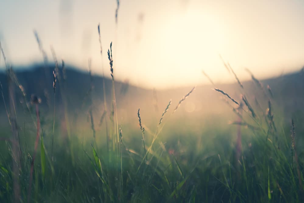 Pure Herbs — image 2
